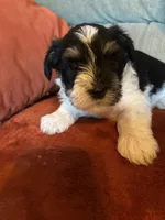 Armani, a male Miniature Schnauzer for sale in Louisville, KY – Photo 2 of 7