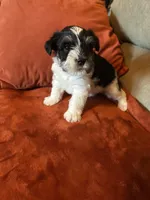 Armani, a male Miniature Schnauzer for sale in Louisville, KY – Photo 1 of 7