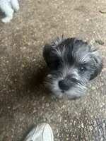 BonJovi, a male Miniature Schnauzer for sale in Louisville, KY – 7 of 10