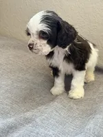 Teddy, a male Cocker Spaniel for sale in Corona, CA – 4 of 4