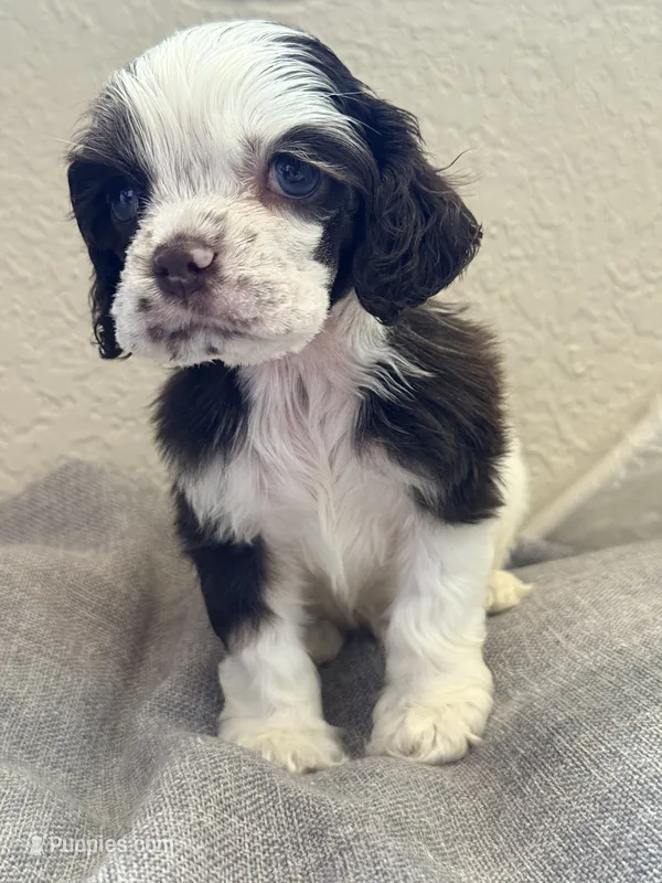 Teddy – Cocker Spaniel puppy for sale in Corona, CA