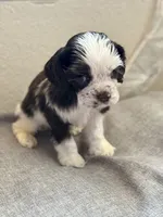 Teddy, a male Cocker Spaniel for sale in Corona, CA – 3 of 4