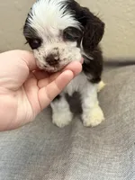 Teddy, a male Cocker Spaniel for sale in Corona, CA – 2 of 4