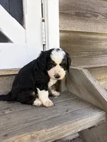 Bruce, a male Miniature Bernedoodle for sale in Akron, PA – 2 of 2