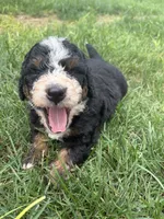 Bruno, a male Miniature Bernedoodle for sale in Akron, PA – 3 of 4