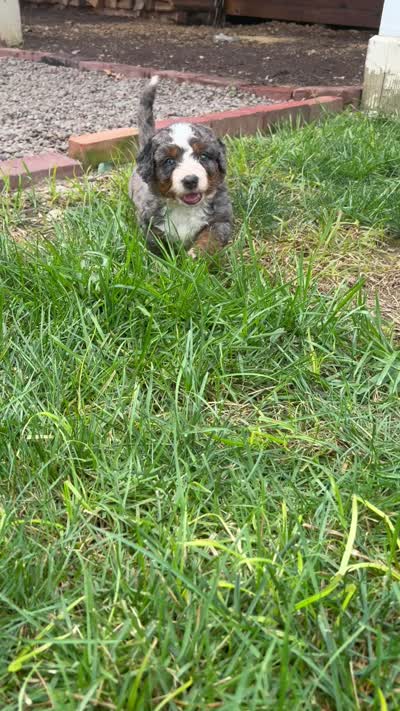 Boston, a male Miniature Bernedoodle for sale in Akron, PA – 6 of 6