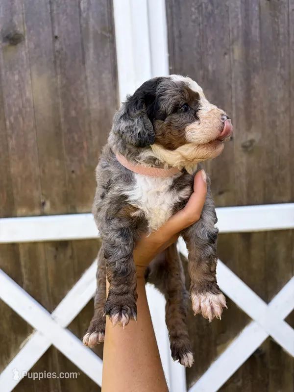 Poppy  – Miniature Bernedoodle puppy for sale in Akron, PA