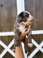 Poppy , a female Miniature Bernedoodle for sale in Akron, PA – 1 of 4