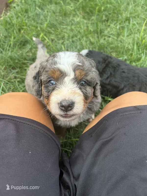 Boston – Miniature Bernedoodle puppy for sale in Akron, PA