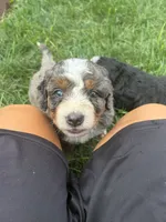 Boston, a male Miniature Bernedoodle for sale in Akron, PA – 3 of 6