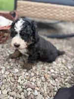 Blaze, a male Miniature Bernedoodle for sale in Akron, PA – 3 of 4