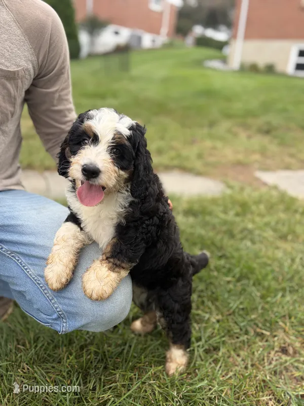 Bruce – Miniature Bernedoodle puppy for sale in Akron, PA