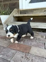 Benny, a male Miniature Bernedoodle for sale in Akron, PA – 3 of 3