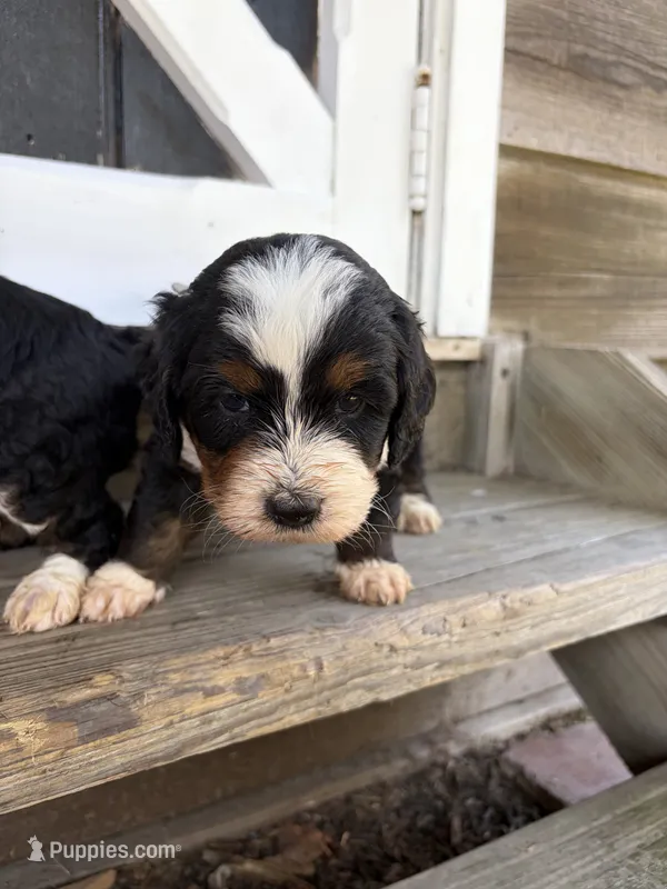 Benny – Miniature Bernedoodle puppy for sale in Akron, PA