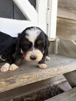 Benny, a male Miniature Bernedoodle for sale in Akron, PA – 1 of 3