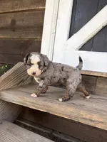 Poppy , a female Miniature Bernedoodle for sale in Akron, PA – 4 of 4