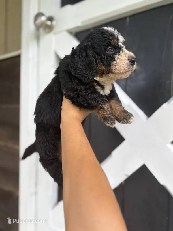 Bruno – Miniature Bernedoodle puppy for sale in Akron, PA