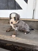 Poppy , a female Miniature Bernedoodle for sale in Akron, PA – 3 of 4