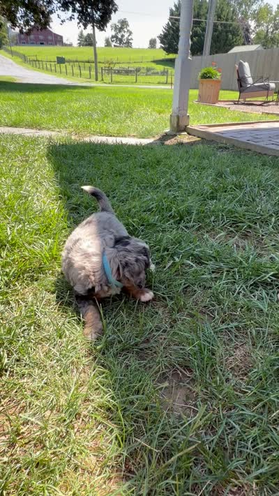 Bentley , a male Miniature Bernedoodle for sale in Akron, PA – 5 of 5