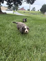 Boston, a male Miniature Bernedoodle for sale in Akron, PA – 5 of 6