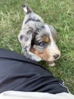 Bentley , a male Miniature Bernedoodle for sale in Akron, PA – 2 of 5