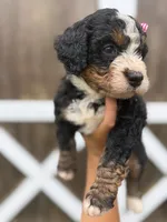 Polly, a female Miniature Bernedoodle for sale in Akron, PA – 3 of 4