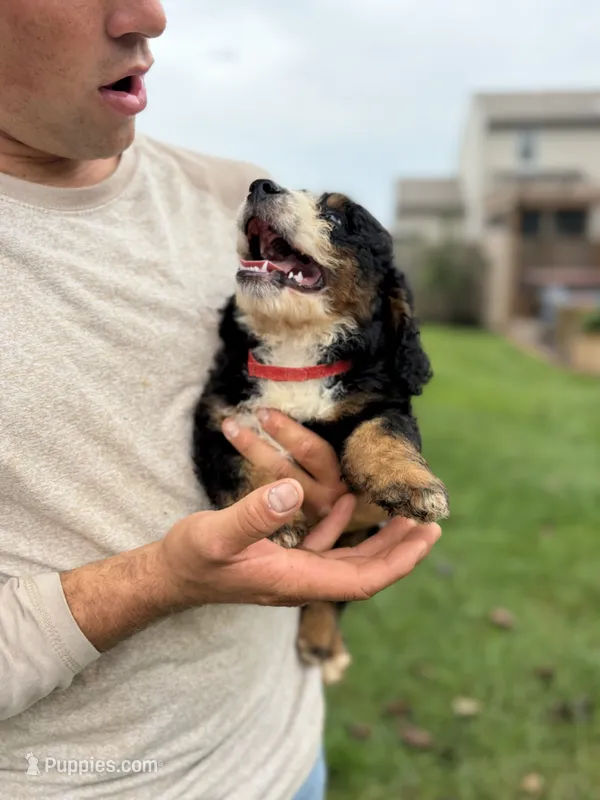 Bruno – Miniature Bernedoodle puppy for sale in Akron, PA