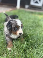 Boston, a male Miniature Bernedoodle for sale in Akron, PA – 2 of 6