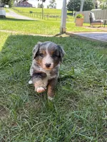 Bentley , a male Miniature Bernedoodle for sale in Akron, PA – 4 of 5