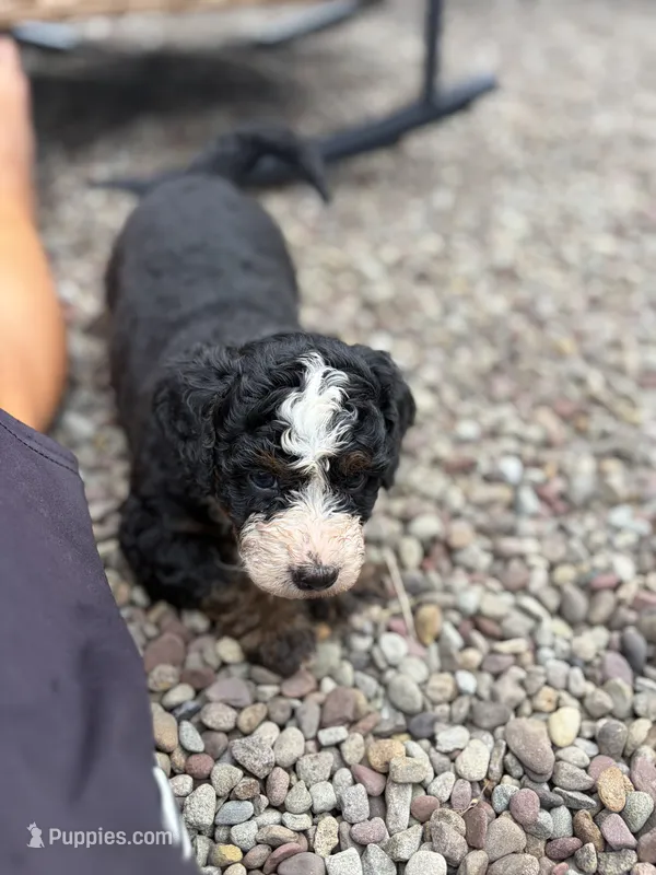 Blaze – Miniature Bernedoodle puppy for sale in Akron, PA