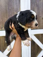 Benny, a male Miniature Bernedoodle for sale in Akron, PA – 2 of 3