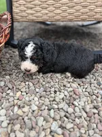 Blaze, a male Miniature Bernedoodle for sale in Akron, PA – 4 of 4
