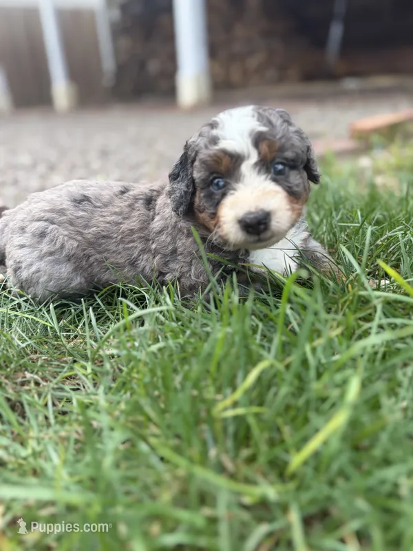 Boston – Miniature Bernedoodle puppy for sale in Akron, PA