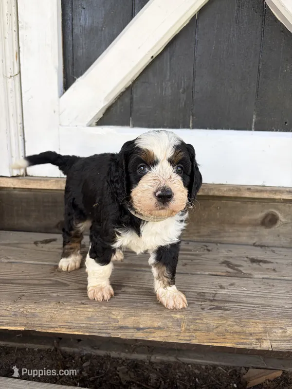 Bruce – Miniature Bernedoodle puppy for sale in Akron, PA