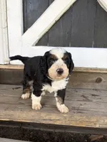 Bruce, a male Miniature Bernedoodle for sale in Akron, PA – 1 of 2
