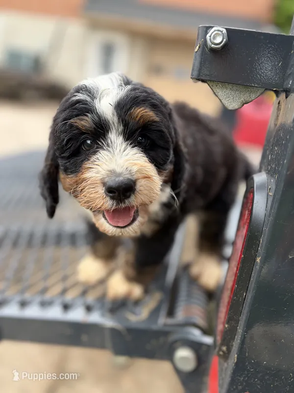 Benny – Miniature Bernedoodle puppy for sale in Akron, PA