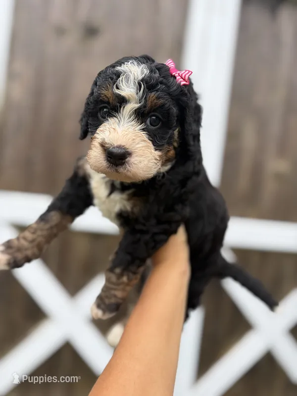 Polly – Miniature Bernedoodle puppy for sale in Akron, PA