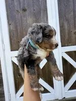 Bentley , a male Miniature Bernedoodle for sale in Akron, PA – 3 of 5
