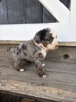 Poppy , a female Miniature Bernedoodle for sale in Akron, PA – 2 of 4