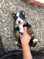Blaze, a male Miniature Bernedoodle for sale in Akron, PA – 2 of 4