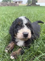 Bruno, a male Miniature Bernedoodle for sale in Akron, PA – 2 of 4