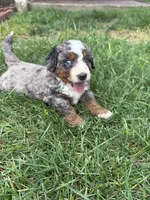 Boston, a male Miniature Bernedoodle for sale in Akron, PA – 4 of 6