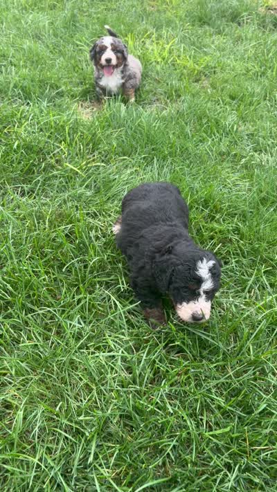 Bruno, a male Miniature Bernedoodle for sale in Akron, PA – 4 of 4
