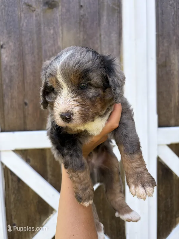 Bentley  – Miniature Bernedoodle puppy for sale in Akron, PA