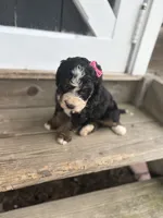 Polly, a female Miniature Bernedoodle for sale in Akron, PA – 2 of 4