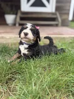 Polly, a female Miniature Bernedoodle for sale in Akron, PA – 4 of 4
