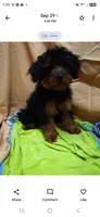 Bubba, a male Yorkipoo for sale in Millerstown, PA – 6 of 7