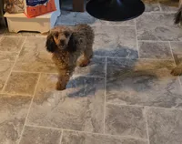 Penny lane, a female Poodle - Toy  for sale in Millerstown, PA – 4 of 4
