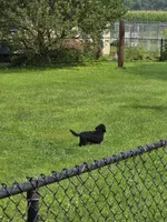 Bear, a male Maltipoo for sale in Millerstown, PA – 3 of 8