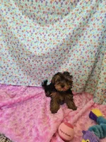 Tiny Tot, a female Yorkipoo for sale in Millerstown, PA – 2 of 3